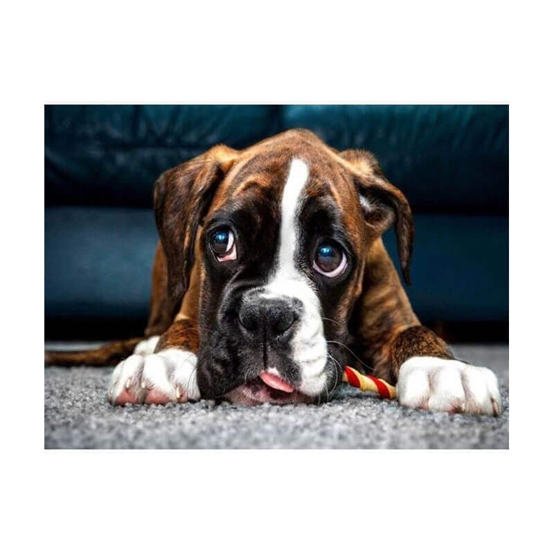 Diamantové malování štěně 30x40cm sada pro děti